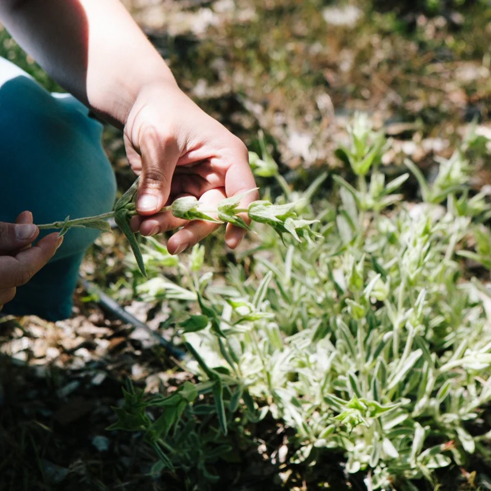 Mountain Tea - Image 3