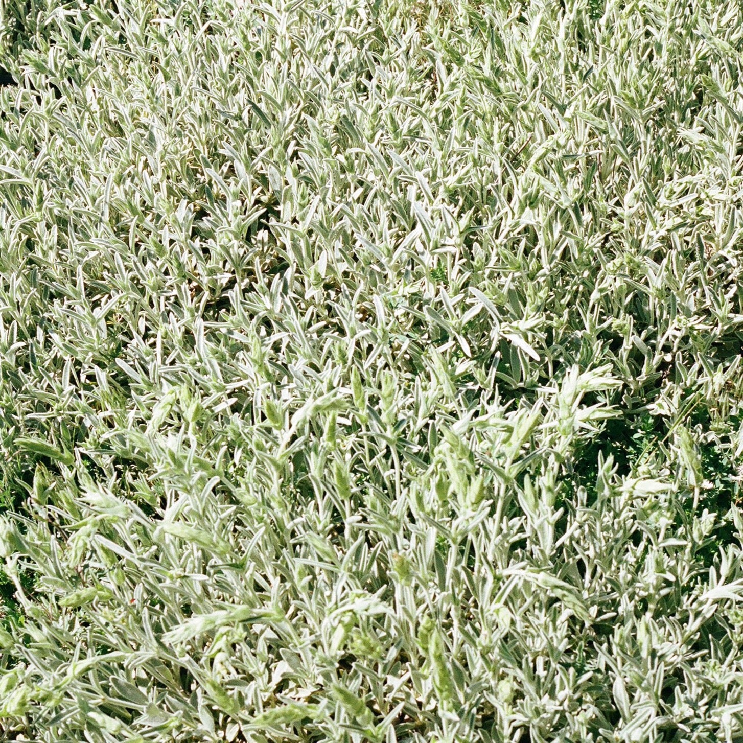 Mountain Tea - Image 4