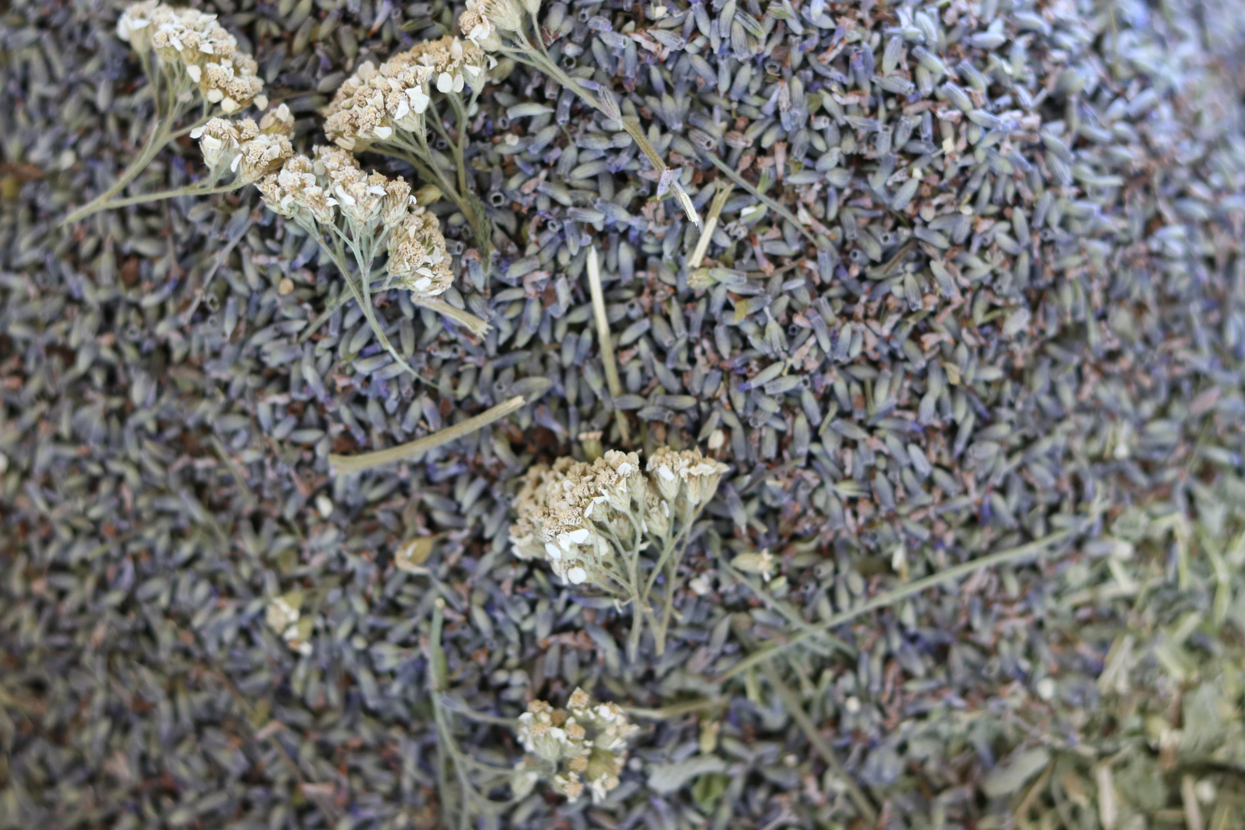 Purple Flower White Flower - Image 4